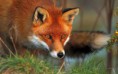 /album/fotogaleria/red-fox2-jpg/