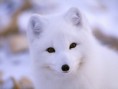 /album/fotogaleria/arctic-fox-jpg/