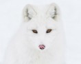 /album/fotogaleria/fox-species-photography-1-1-jpg/