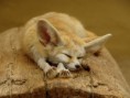 /album/fotogaleria/fox-species-photography-2-3-jpg/
