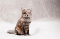 /album/fotogaleria/fox-species-photography-3-1-jpg/
